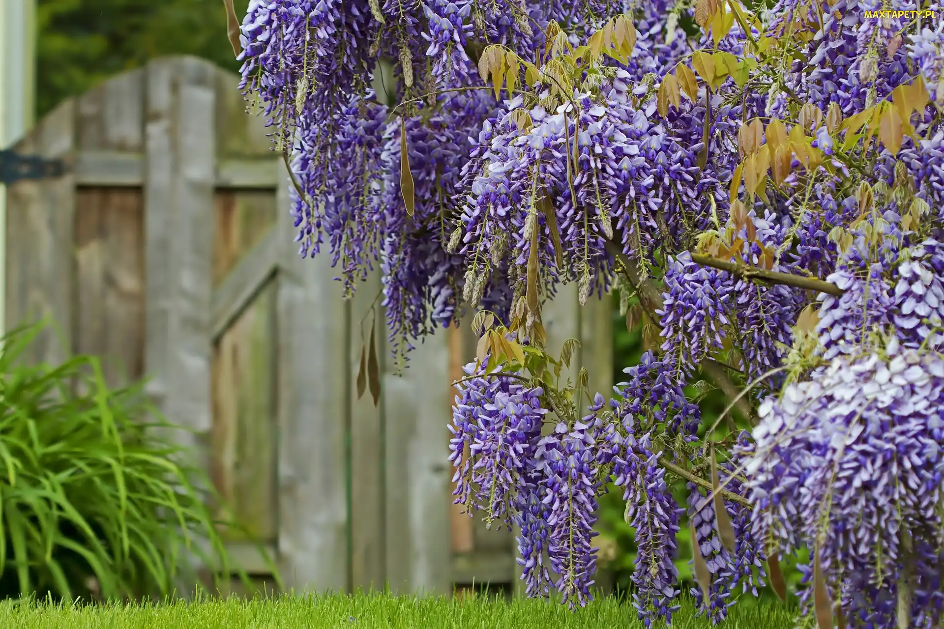 Wisteria, Płot, Kwiaty