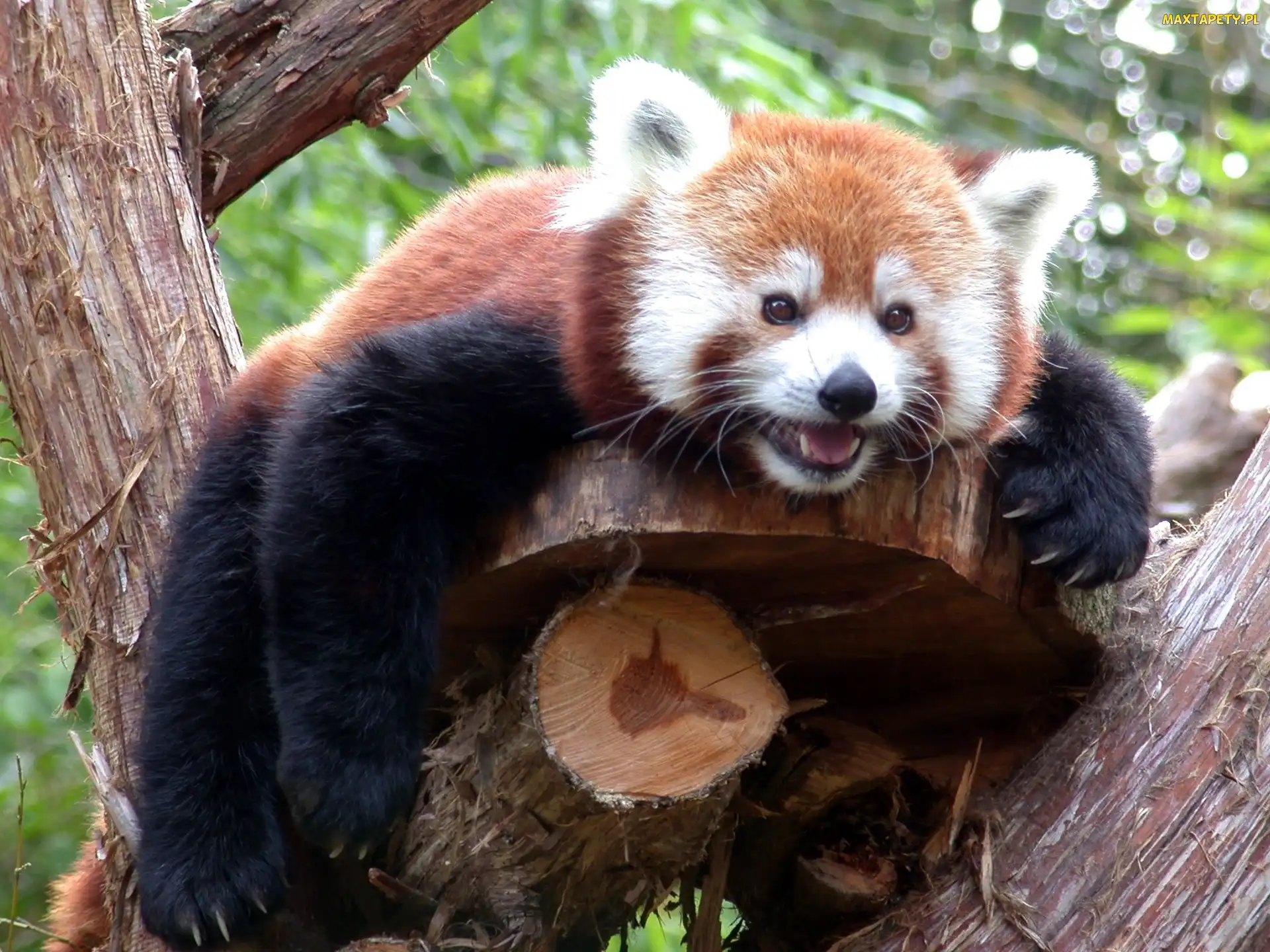 Panda, Pandka ruda, Drzewo, Zieleń, Czerwona