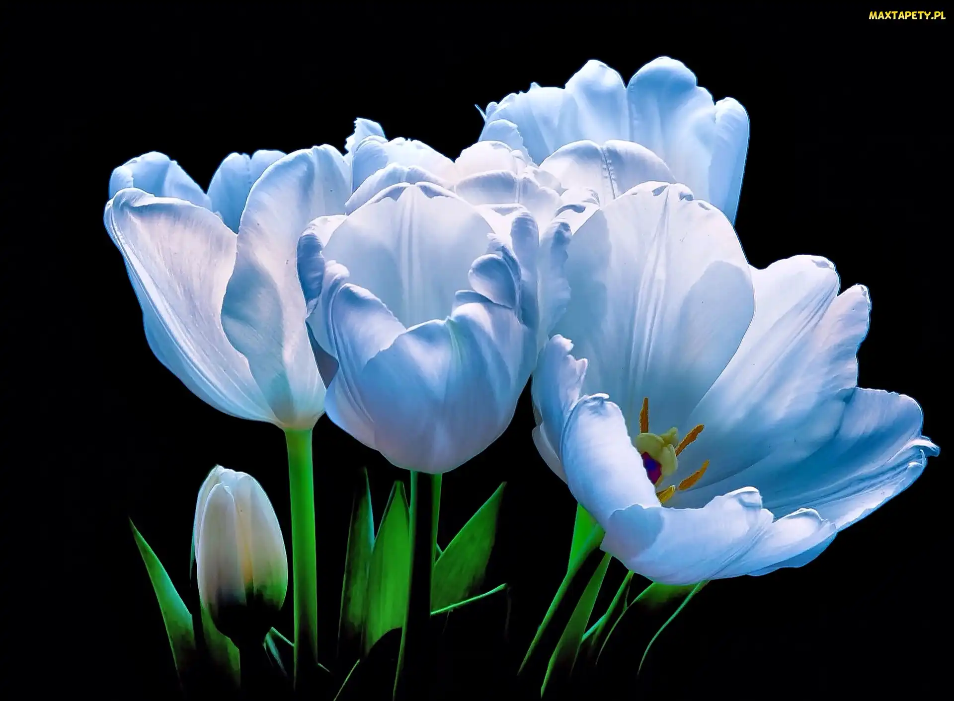 Tulipany, Białe
