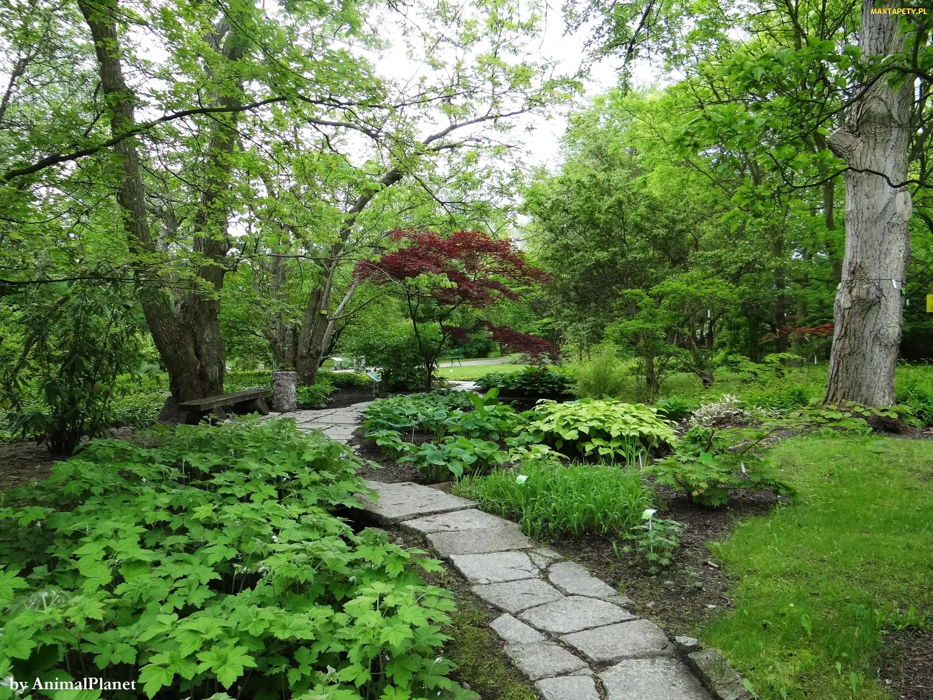 Park, Kamienie, Drzewa