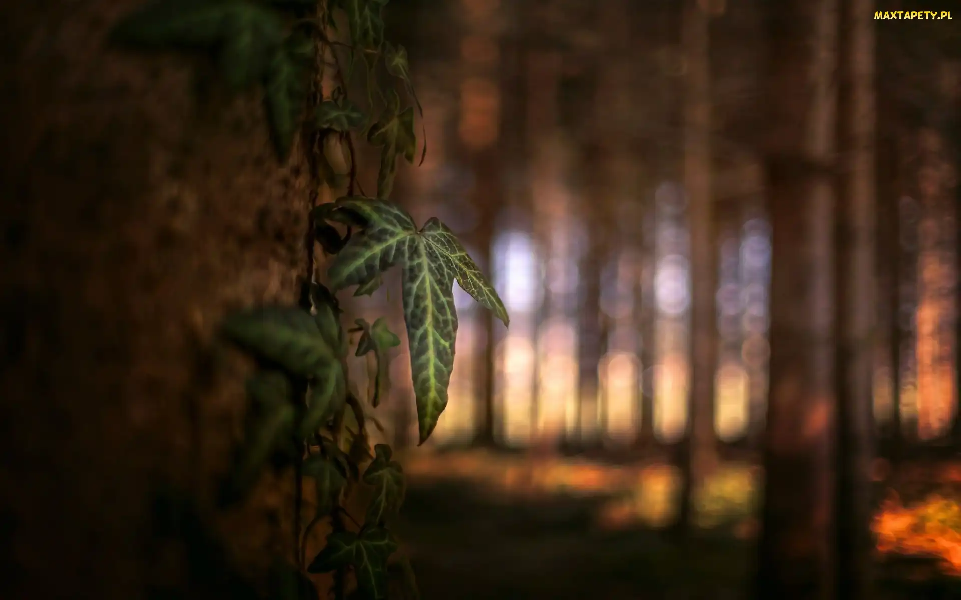 Drzewo, Przebijające Światło, Bokeh, Las, Liść