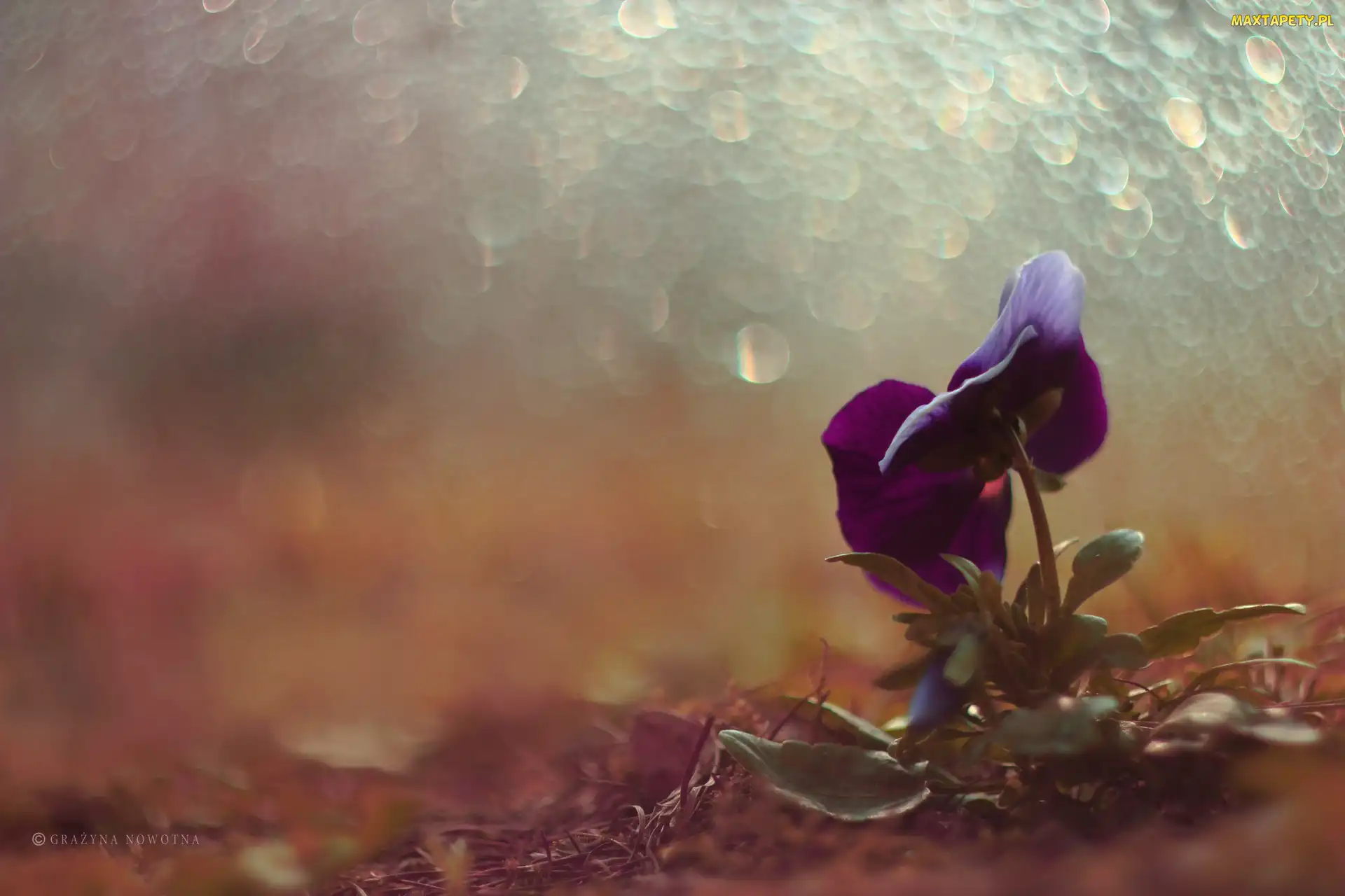 Kwiat, Bokeh, Bratek