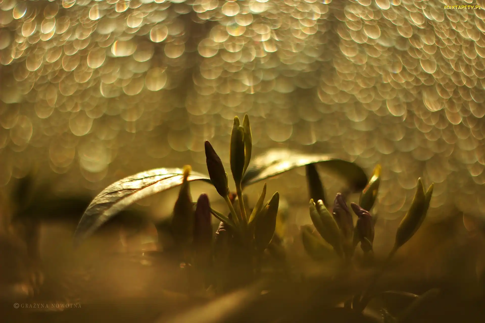 Pąki, Bokeh, Kwiaty