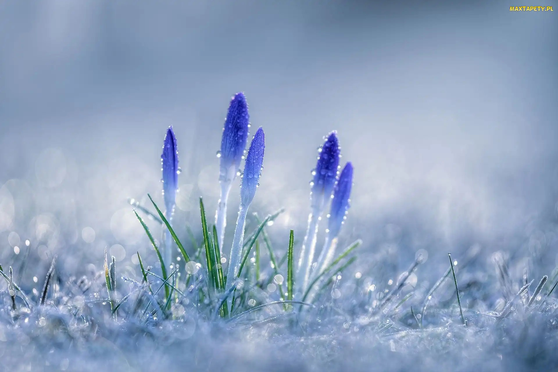 Krople, Rosy, Krokusy