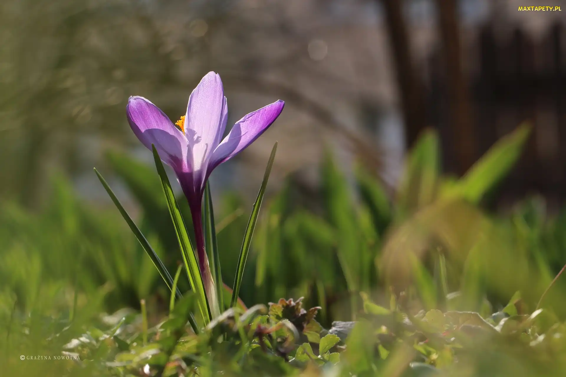 Krokus, Kwiat, Fioletowy