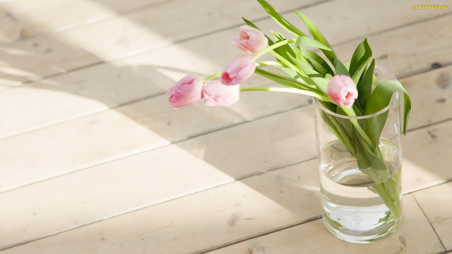 Tulipany, Kwiaty