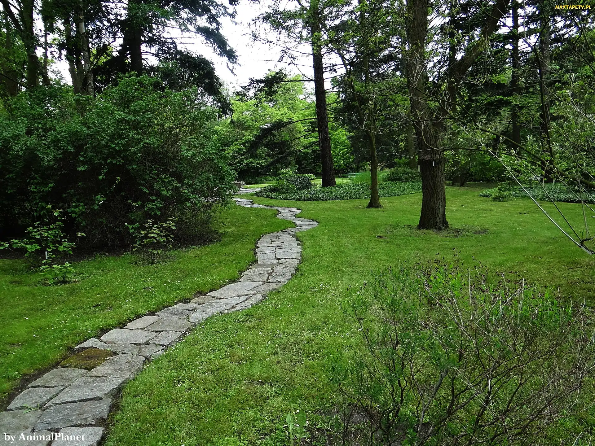 Krajobraz, Dróżka, Park