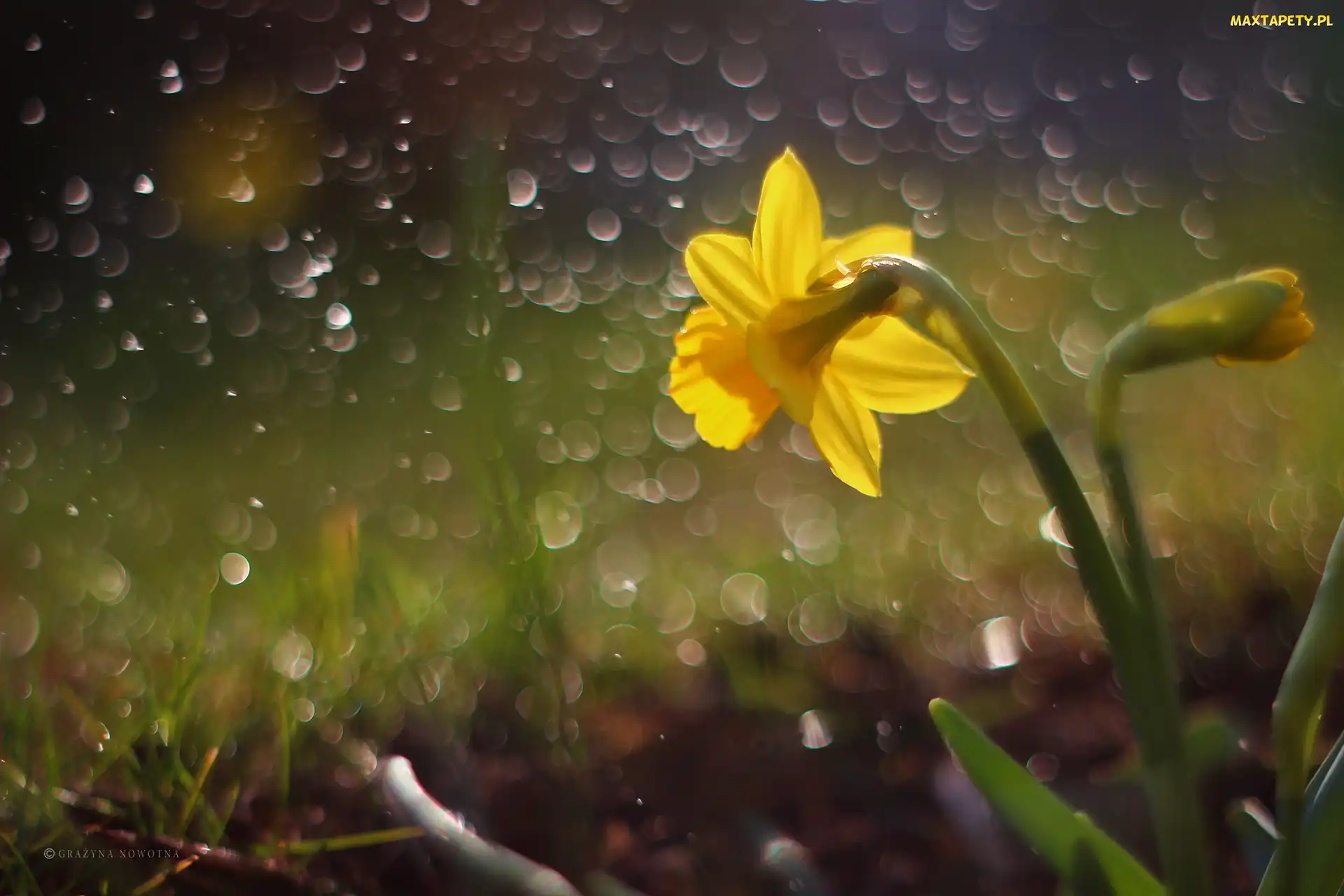 Bokeh, Kwiat, Żonkil, Żółty