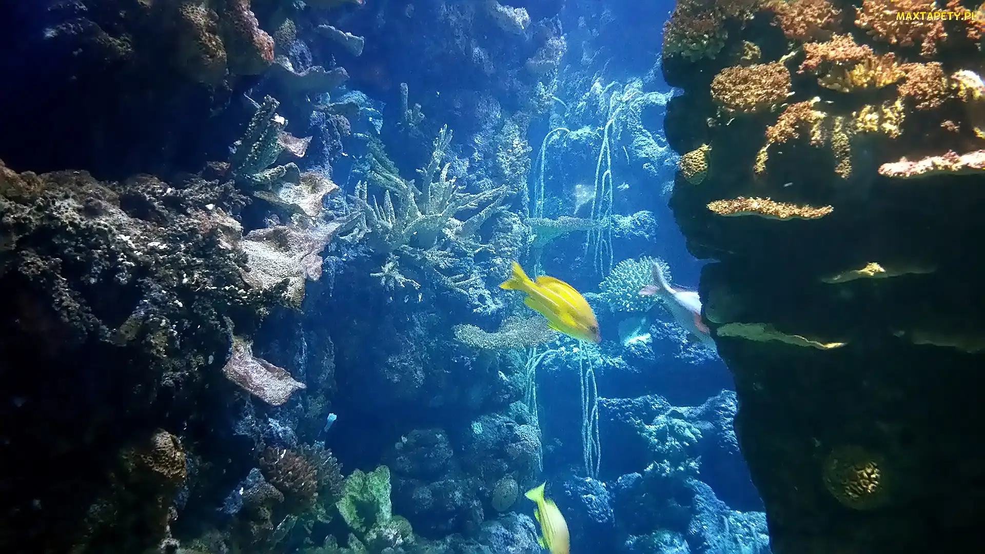 Burgers, Rafa Koralowa, Holandia, ZOO, Oceanarium