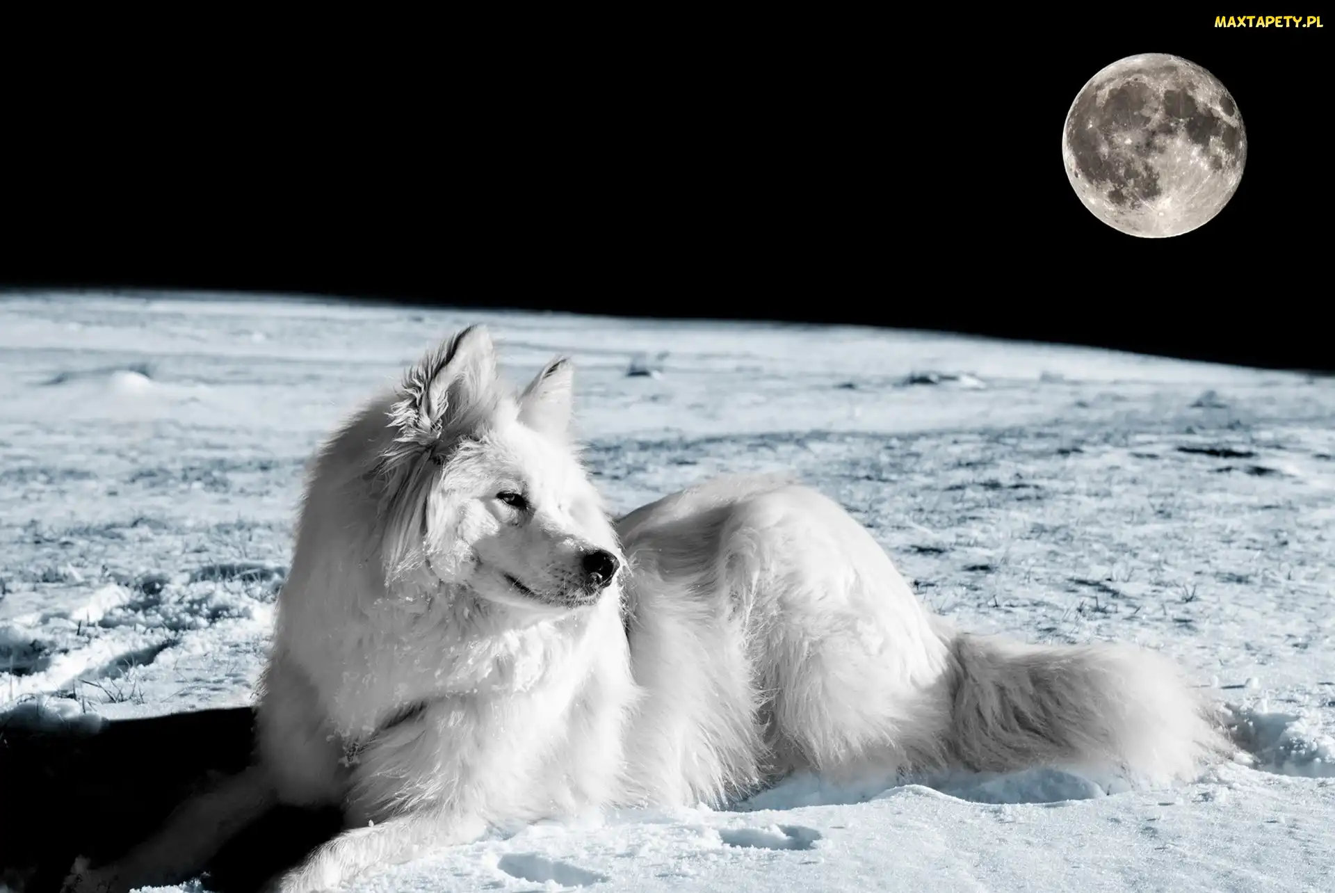 Planeta, Pies, Księżyc, Biały, Kosmos