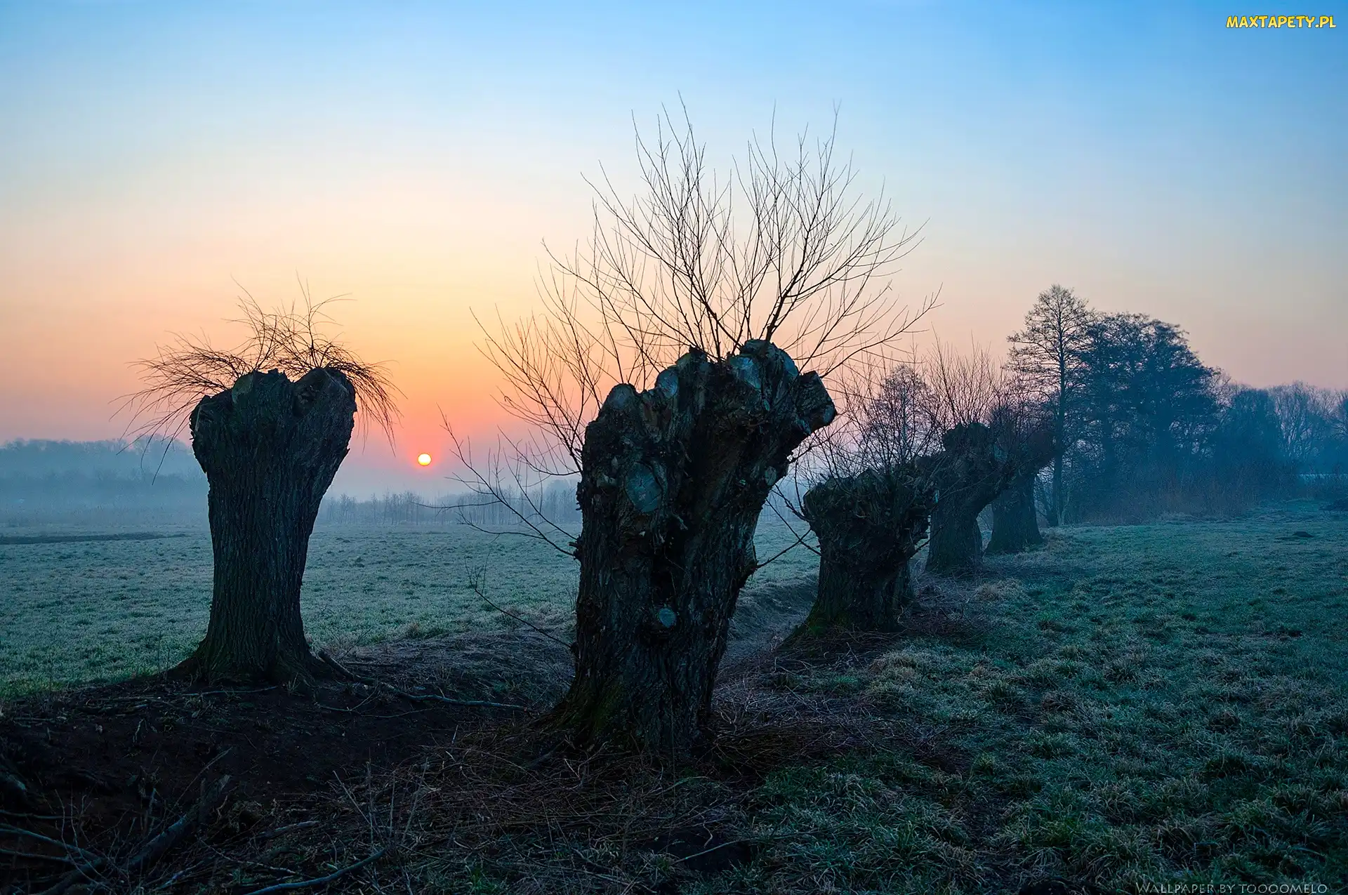 Wschód słońca, Wierzby