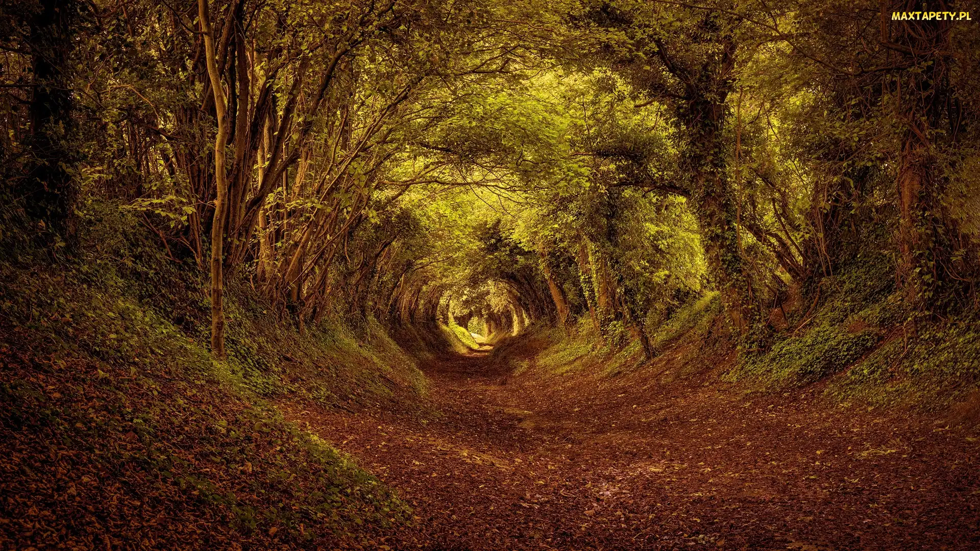 Tunel, Liście, Las