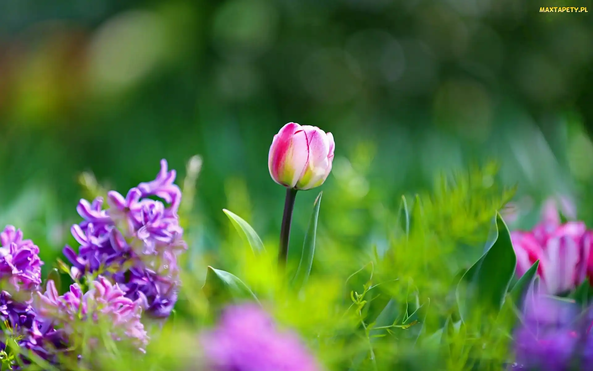 Tulipany, Ogród, Bokeh, Kwiaty