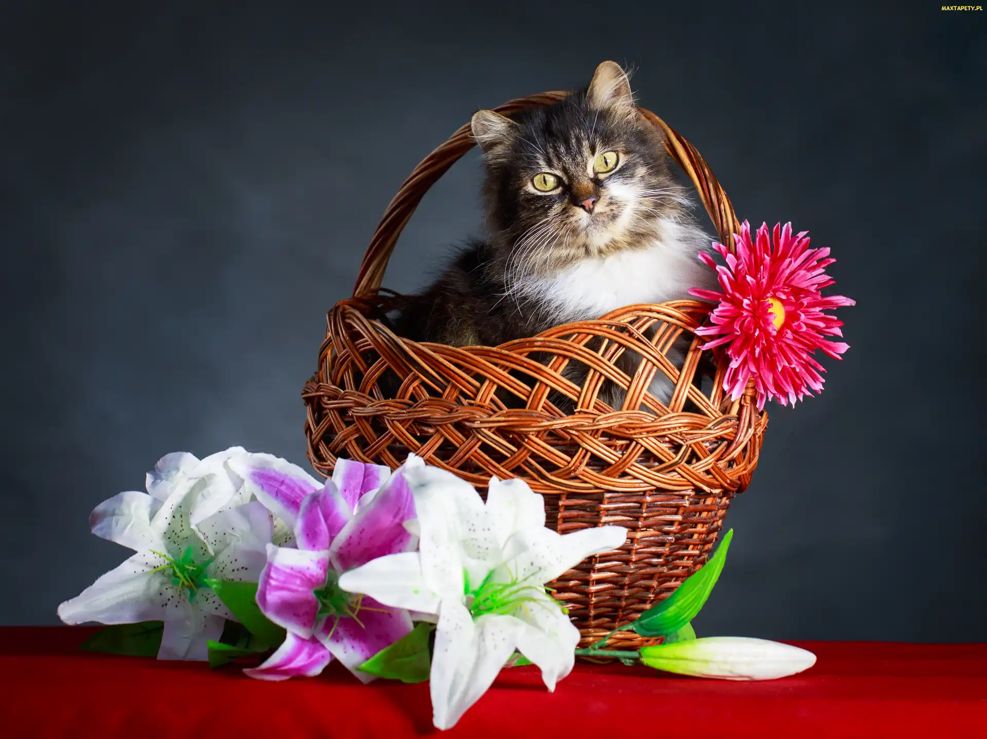 Aster, Lilie, Wiklinowy, Kot, Koszyk, Kwiaty