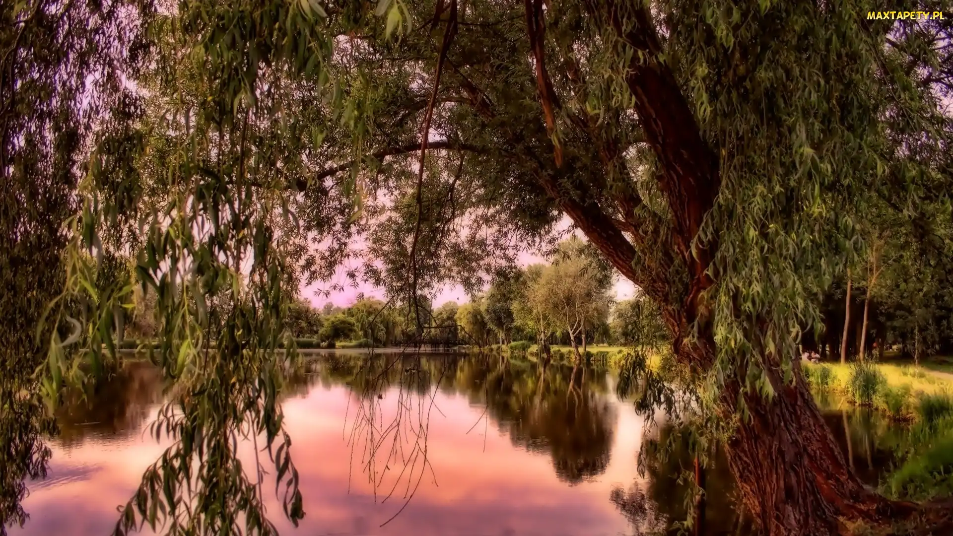 Staw, Drzewa, Park, Zachód Słońca