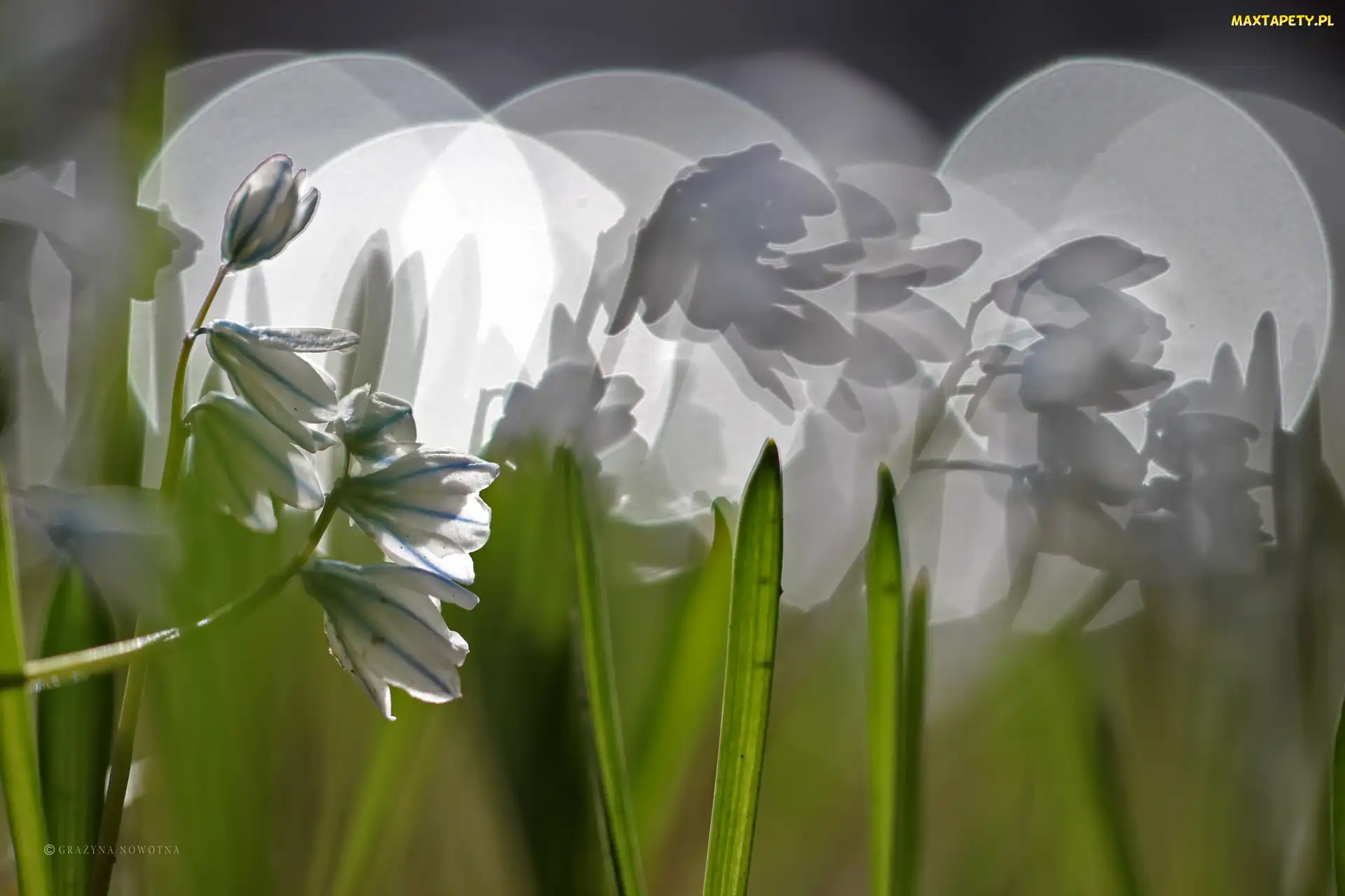 Makro, Bokeh, Cebulice Syberyjskie, Kwiaty
