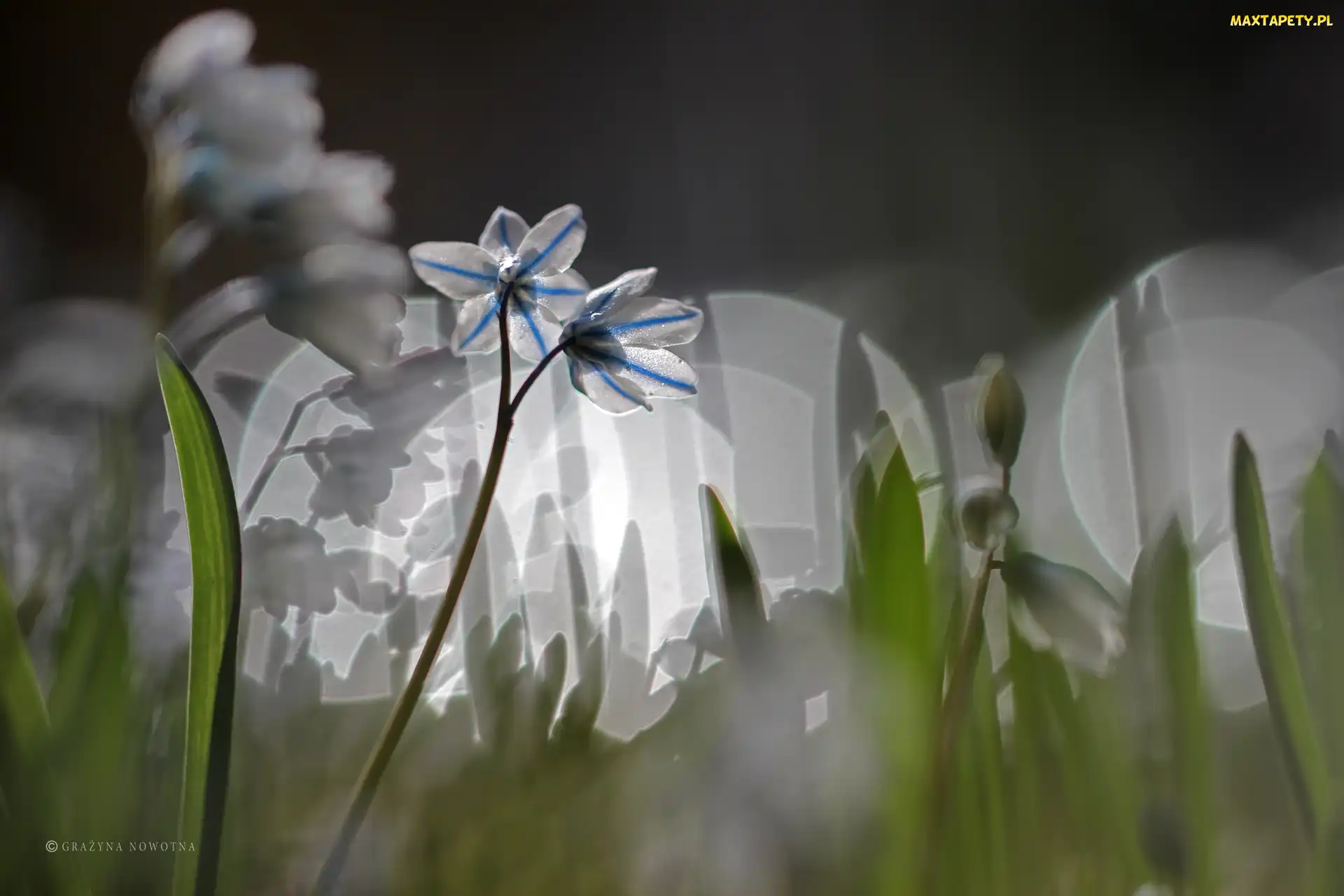 Cebulica Syberyjska, Makro, Bokeh