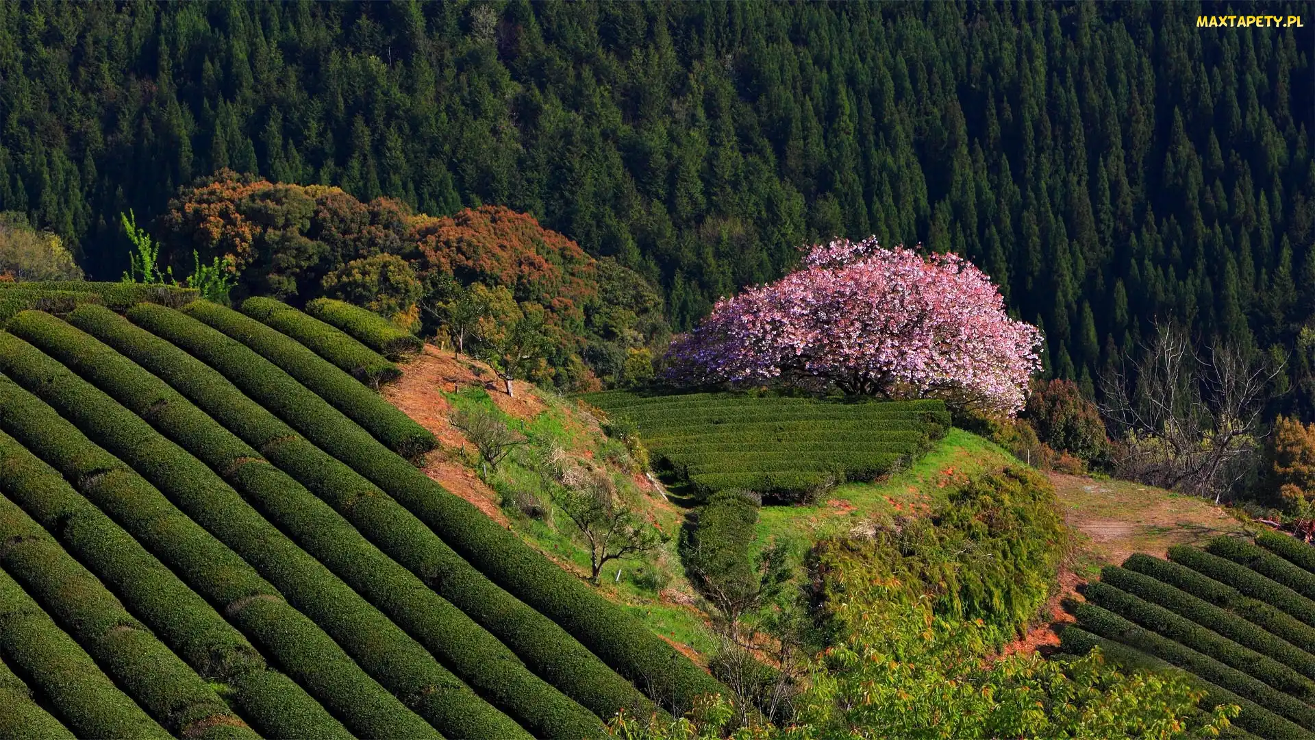 Plantacja, Krzewy, Drzewo