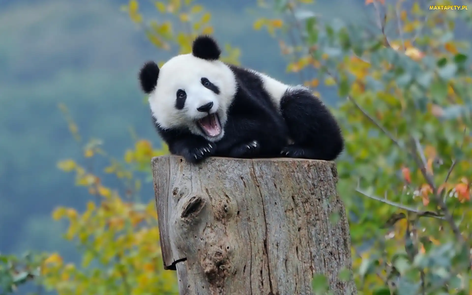 Pień, Panda