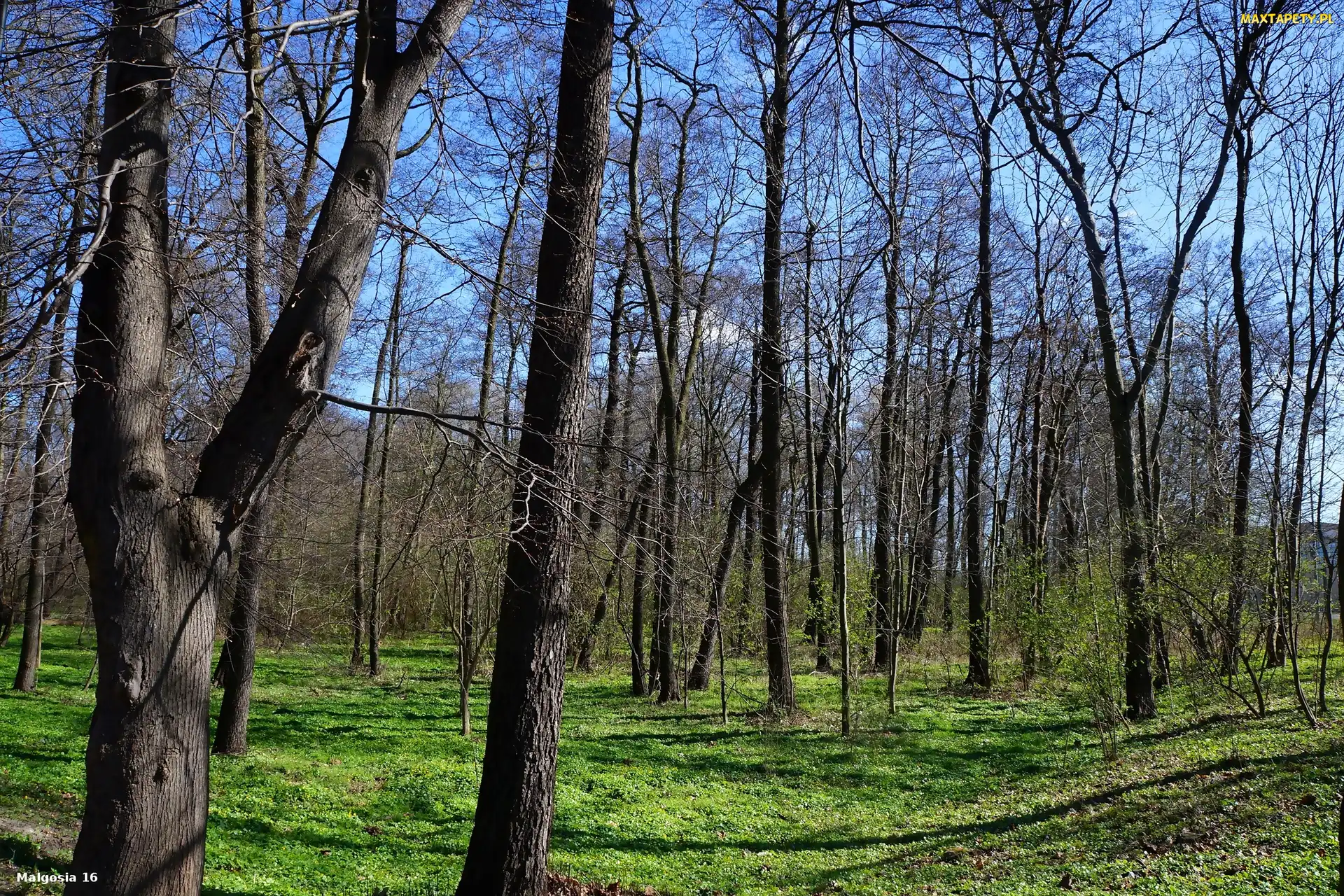 Drzewa, Rośinność, las