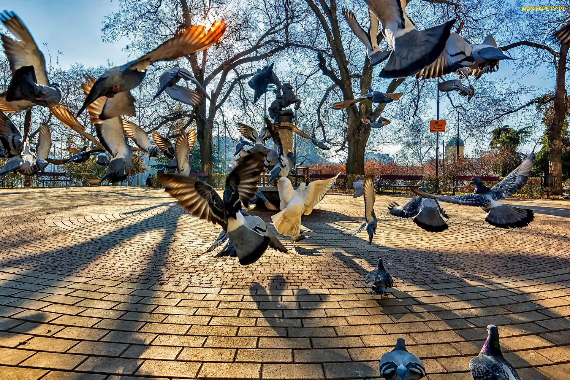 Gołębie, Pomnik, Miasto, Park