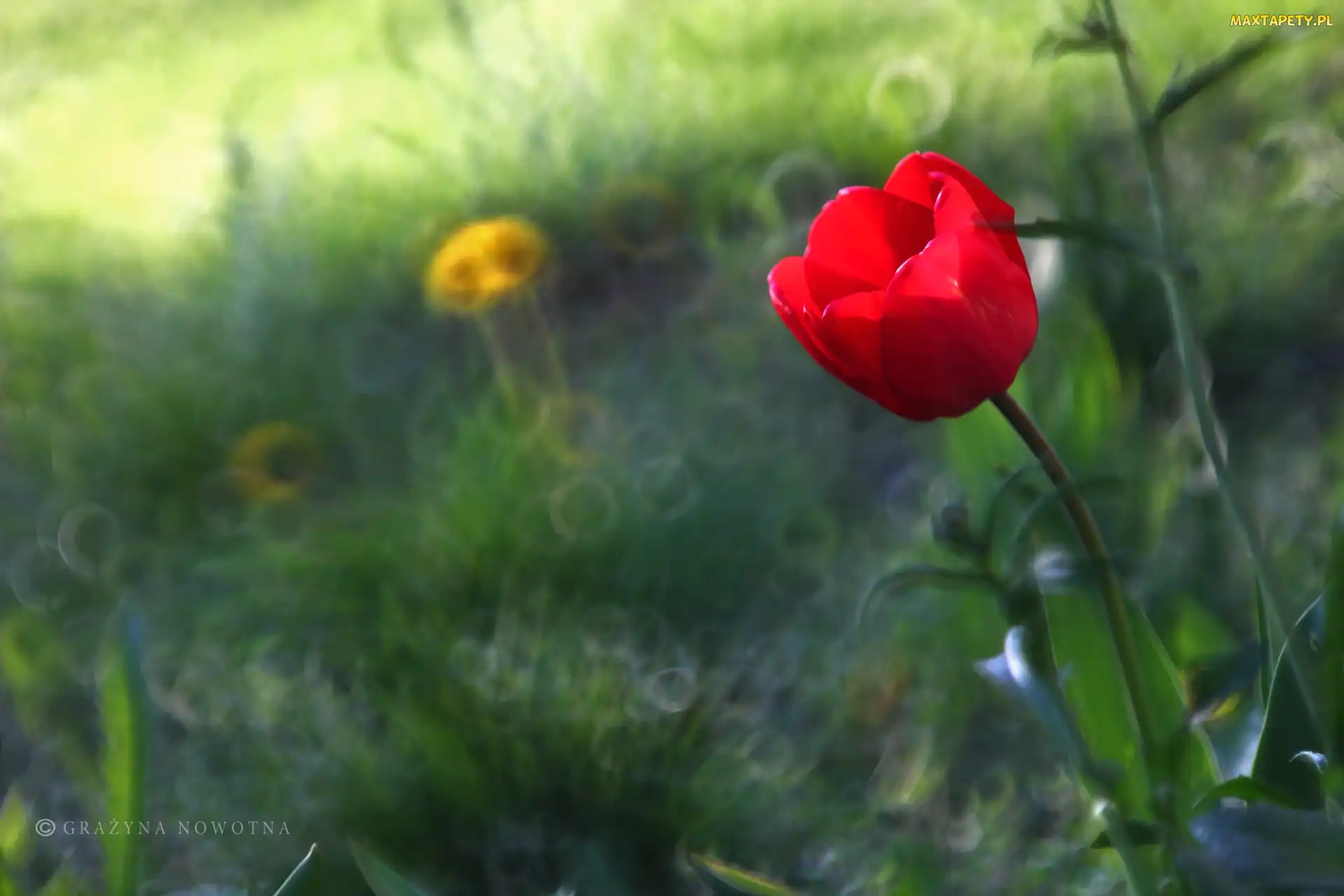 Bokeh, Kwiat, Czerwony, Tulipan