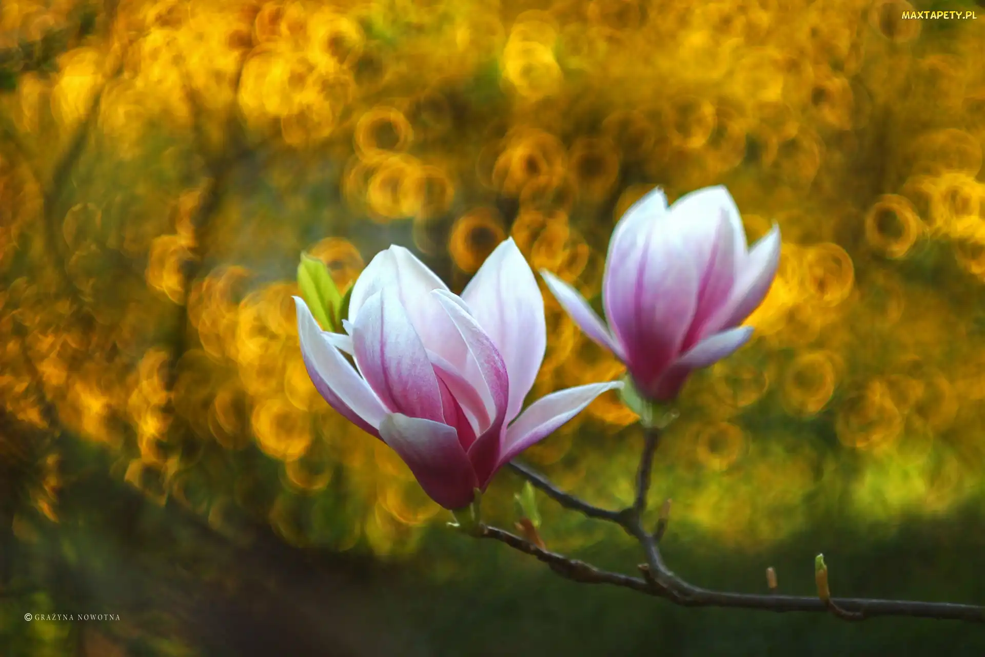 Krzew, Kwiaty, Różowa, Magnolia