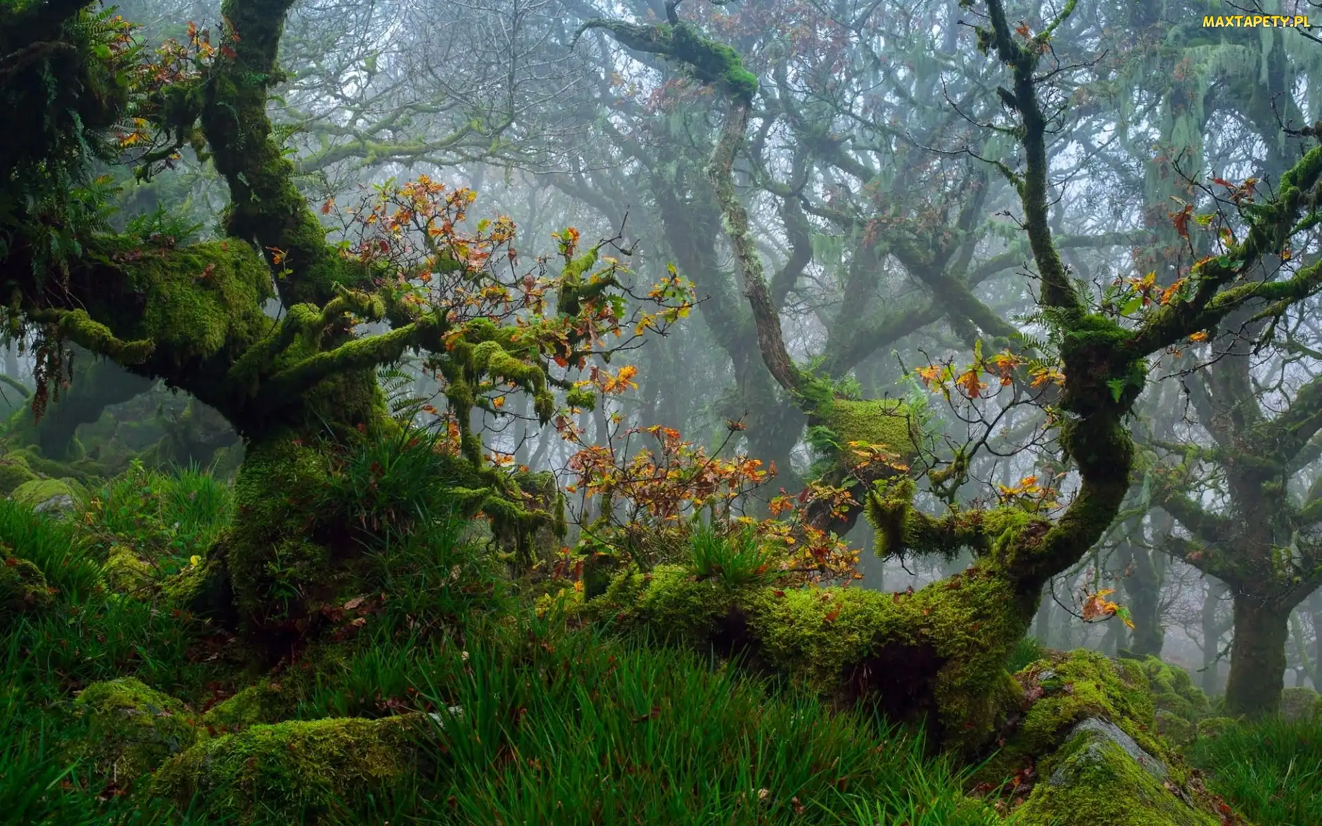 Mech, Drzewa, Devon, Jesień, Las, Anglia, Park Narodowy Dartmoor