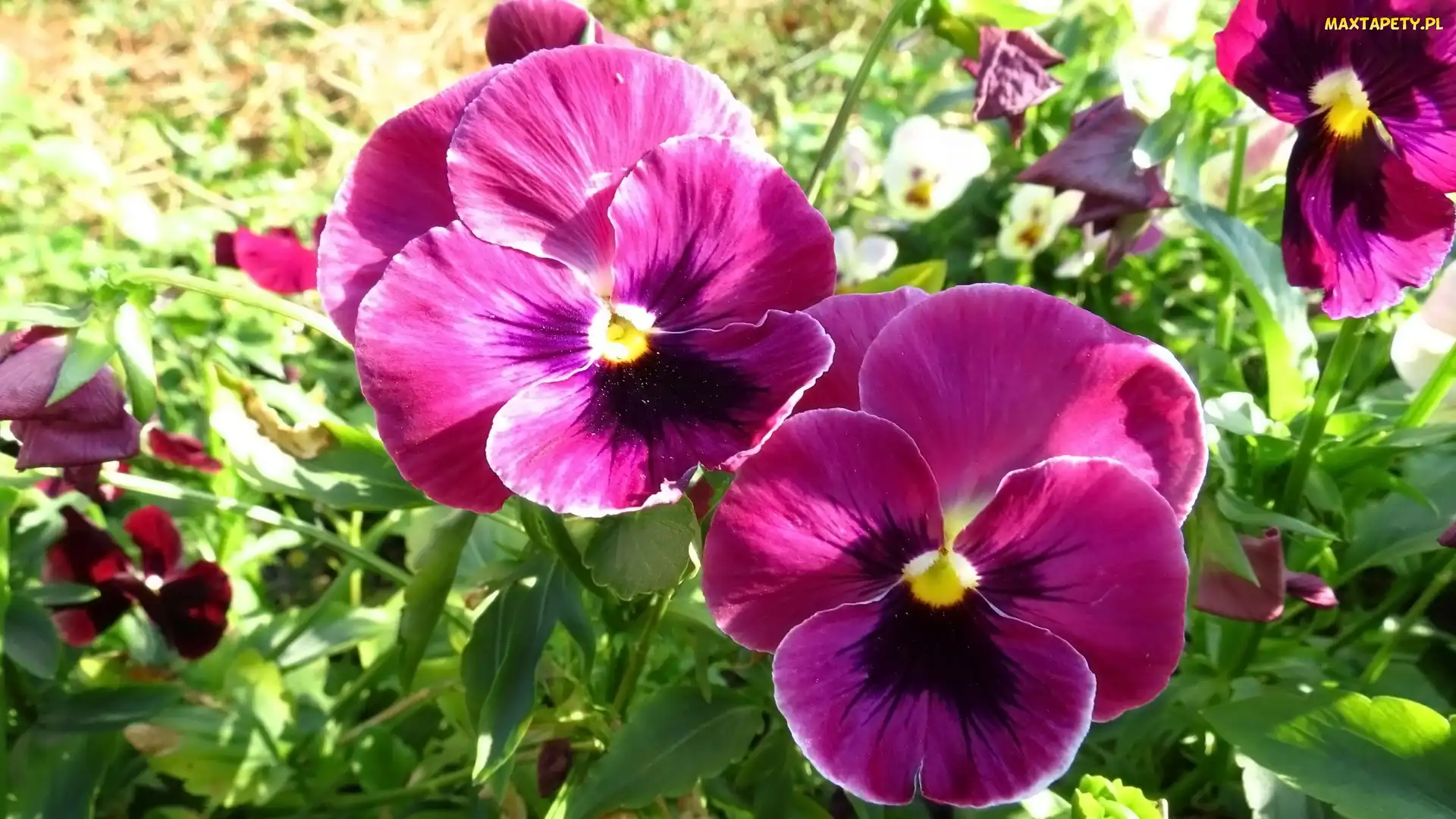 Purpurowe, Bratki