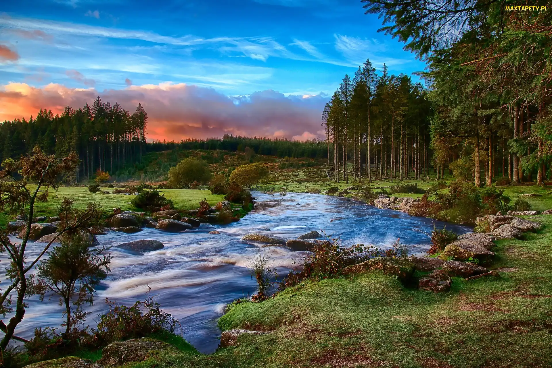 Park Narodowy Dartmoor, Drzewa, Rzeka, Devon, Anglia