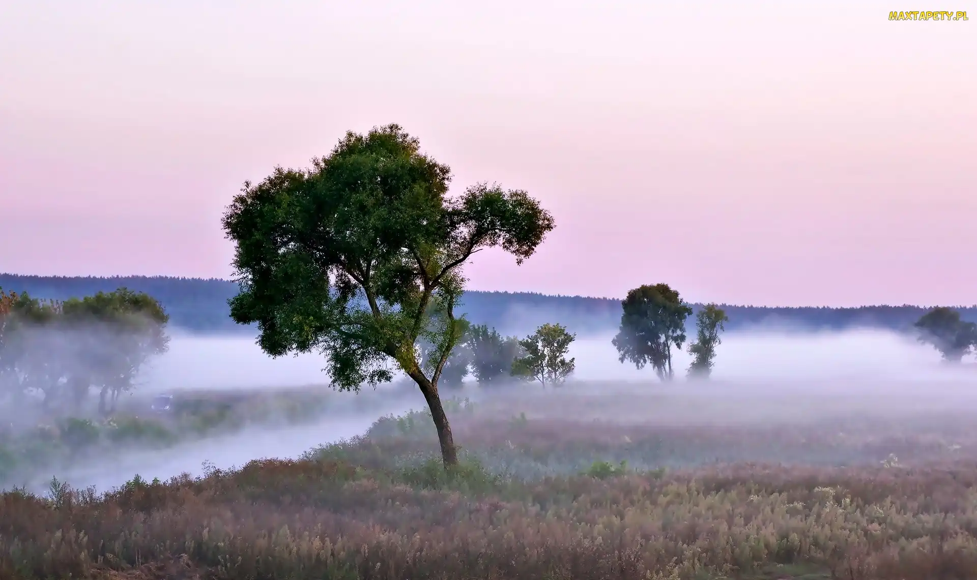 Pole, Drzewa, Mgła, Rzeka