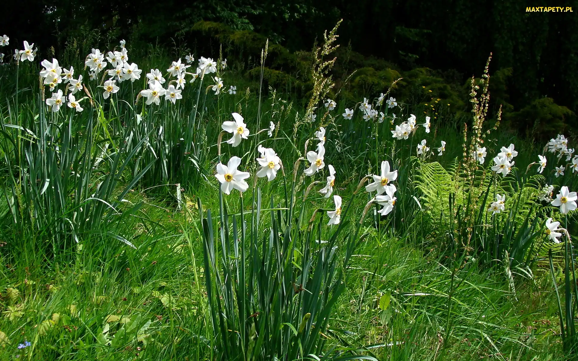 Trawa, Narcyze, Kwiaty