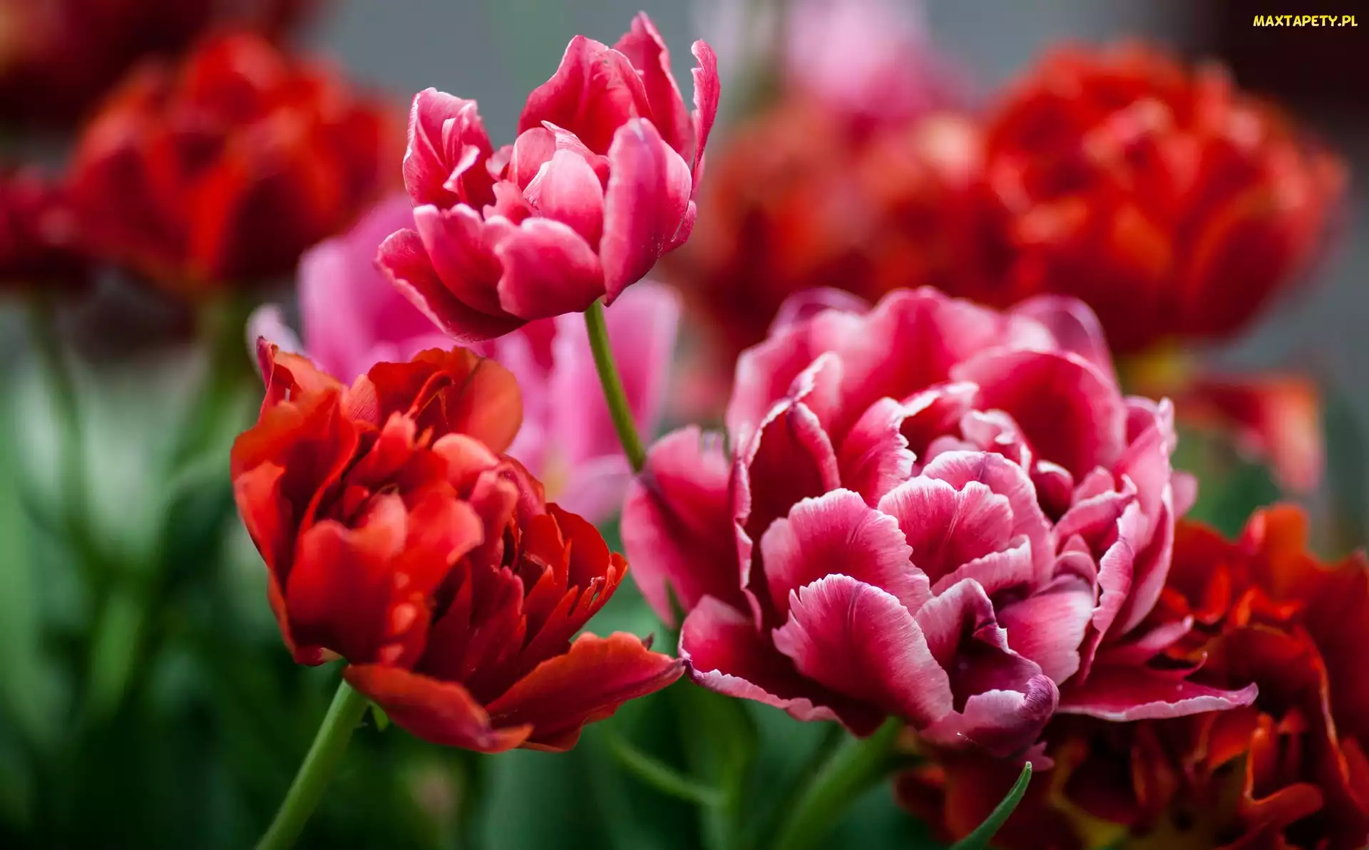 Tulipany, Czerwone