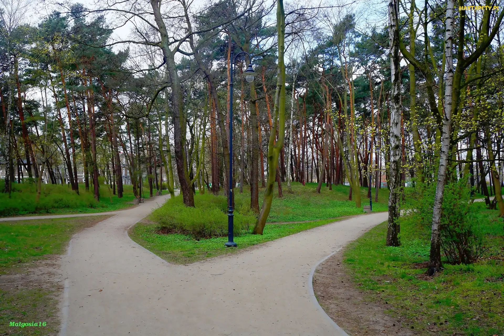 Park, Alejki, Drzewa