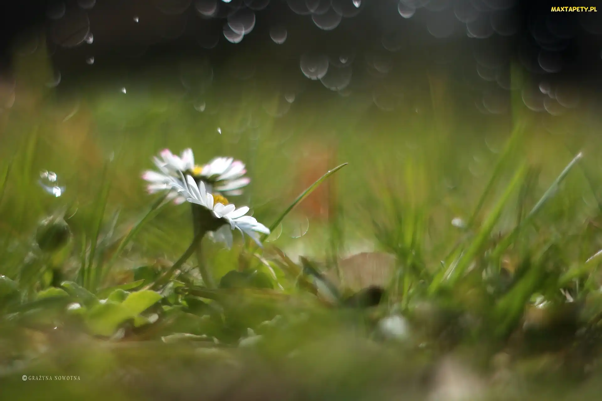 Bokeh, Kwiaty, Stokrotki, Białe