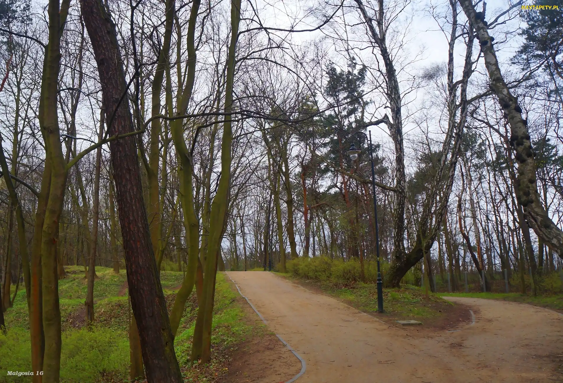 Park, Alejki, Drzewa