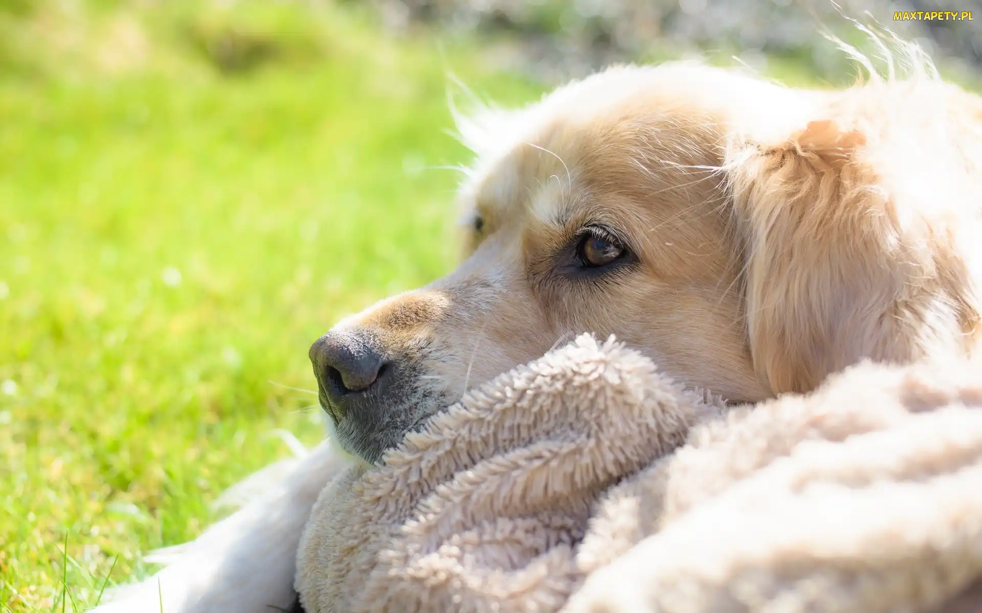 Piesek, Golden Retriever, Kocyk