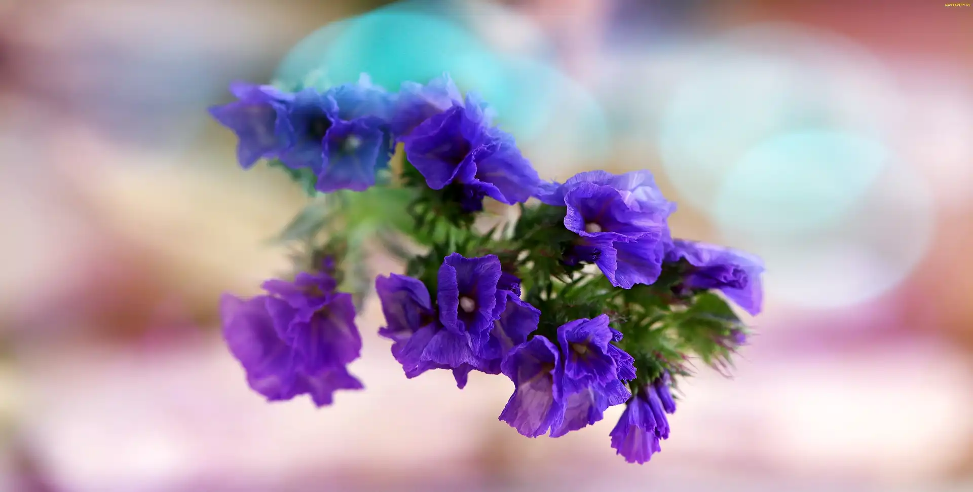 Makro, Bokeh, Kwiaty