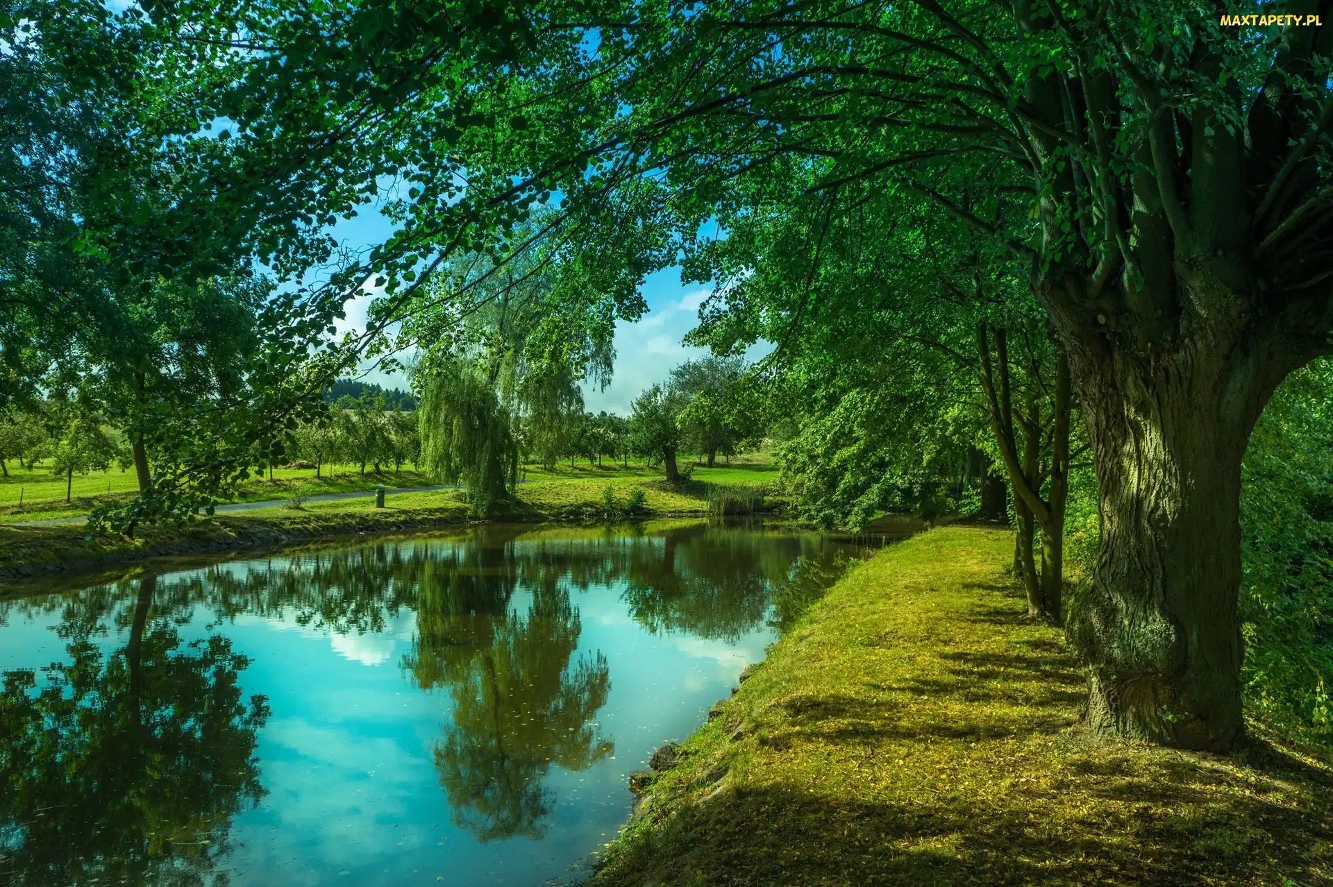 Park, Drzewa, Rzeka