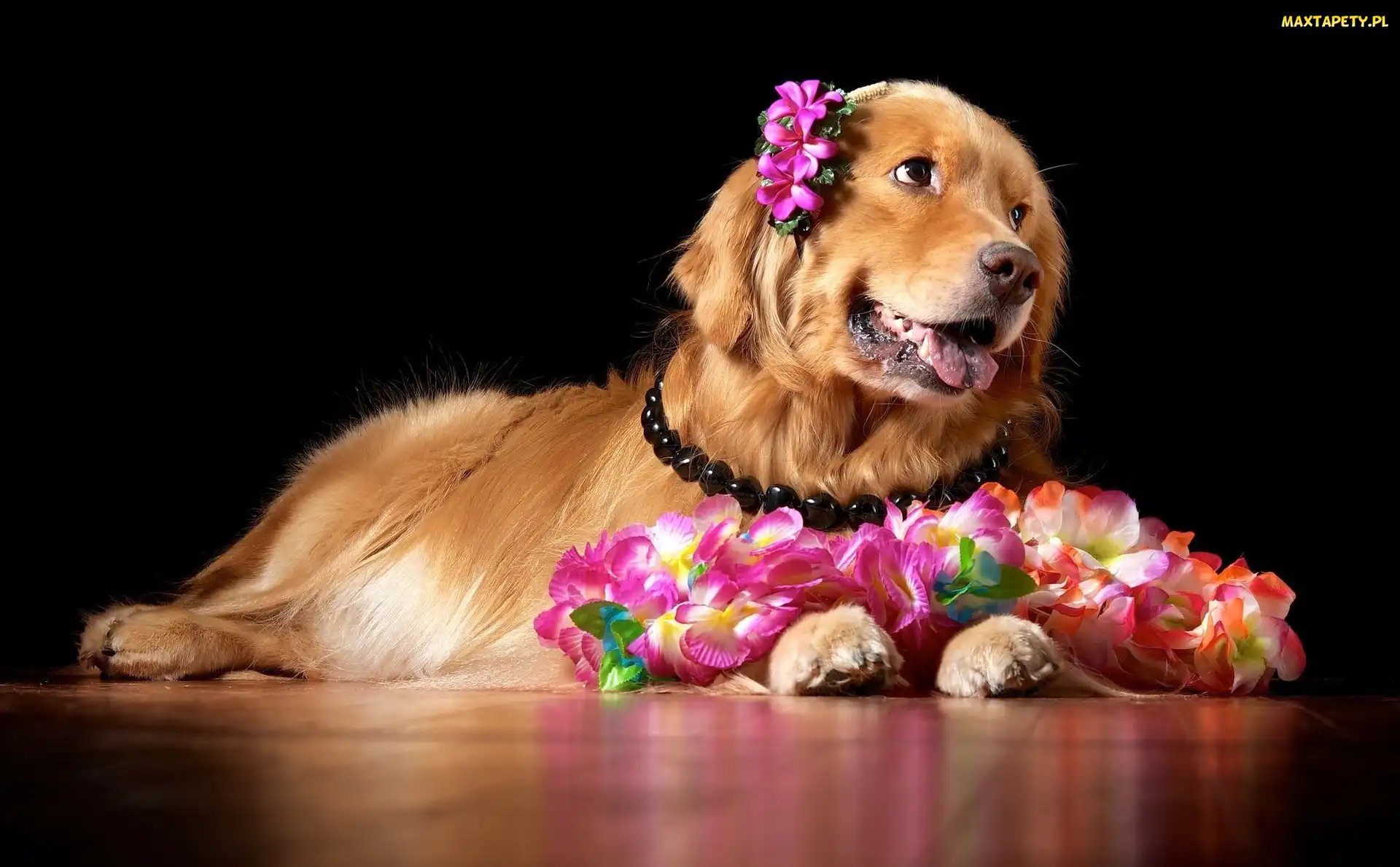 Kwiaty, Golden Retriever, Piesek