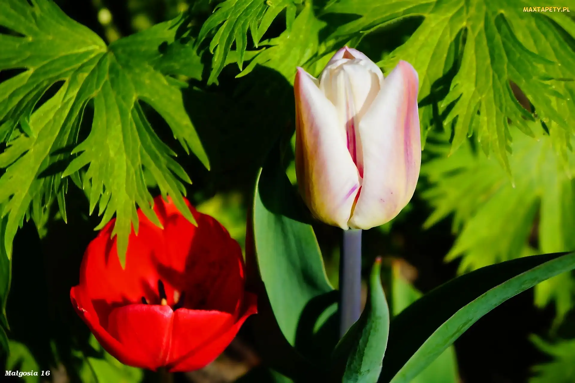 Tulipany, Liście, Kwiaty