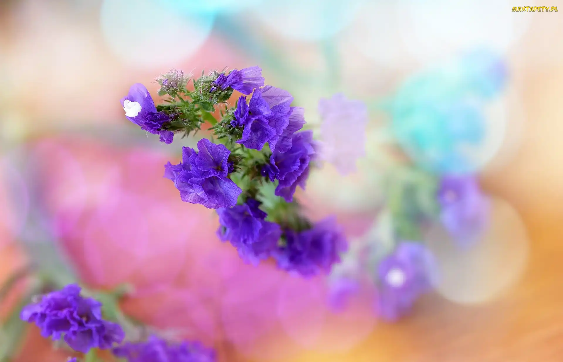 Fioletowe, Tło, Bokeh, Kolorowe, Kwiaty