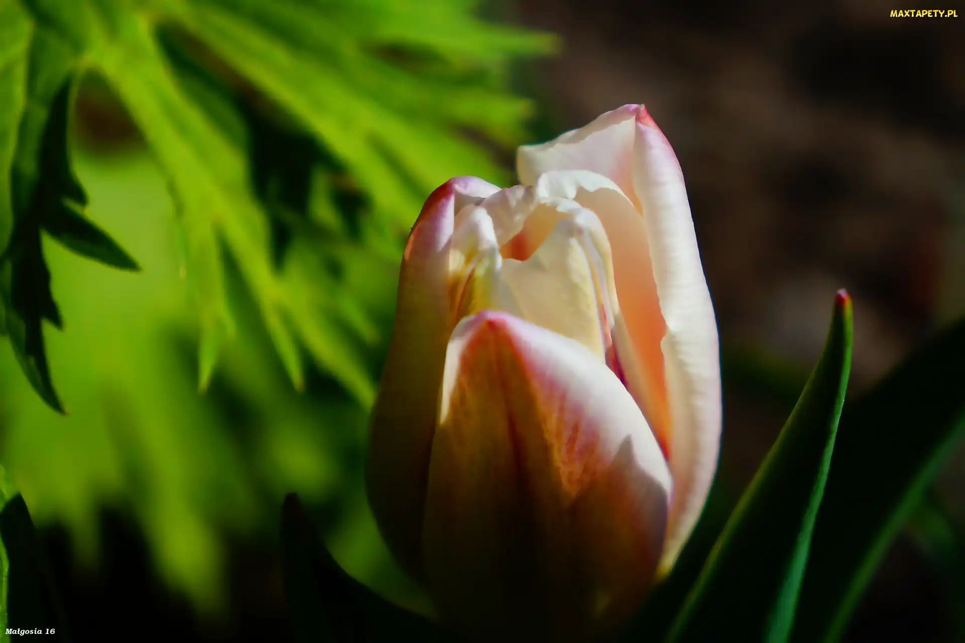 Tulipan, Wiosenny, Kwiat