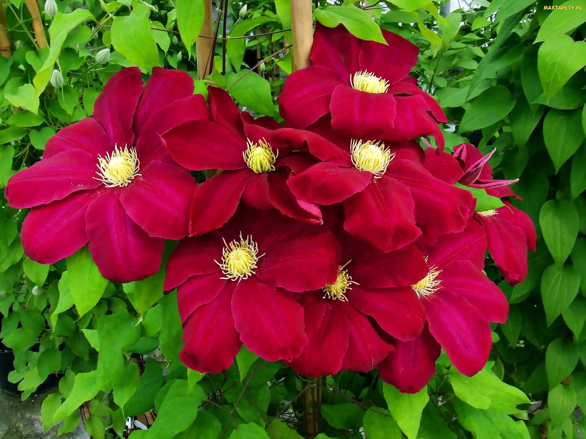 Clematis, Czerwony
