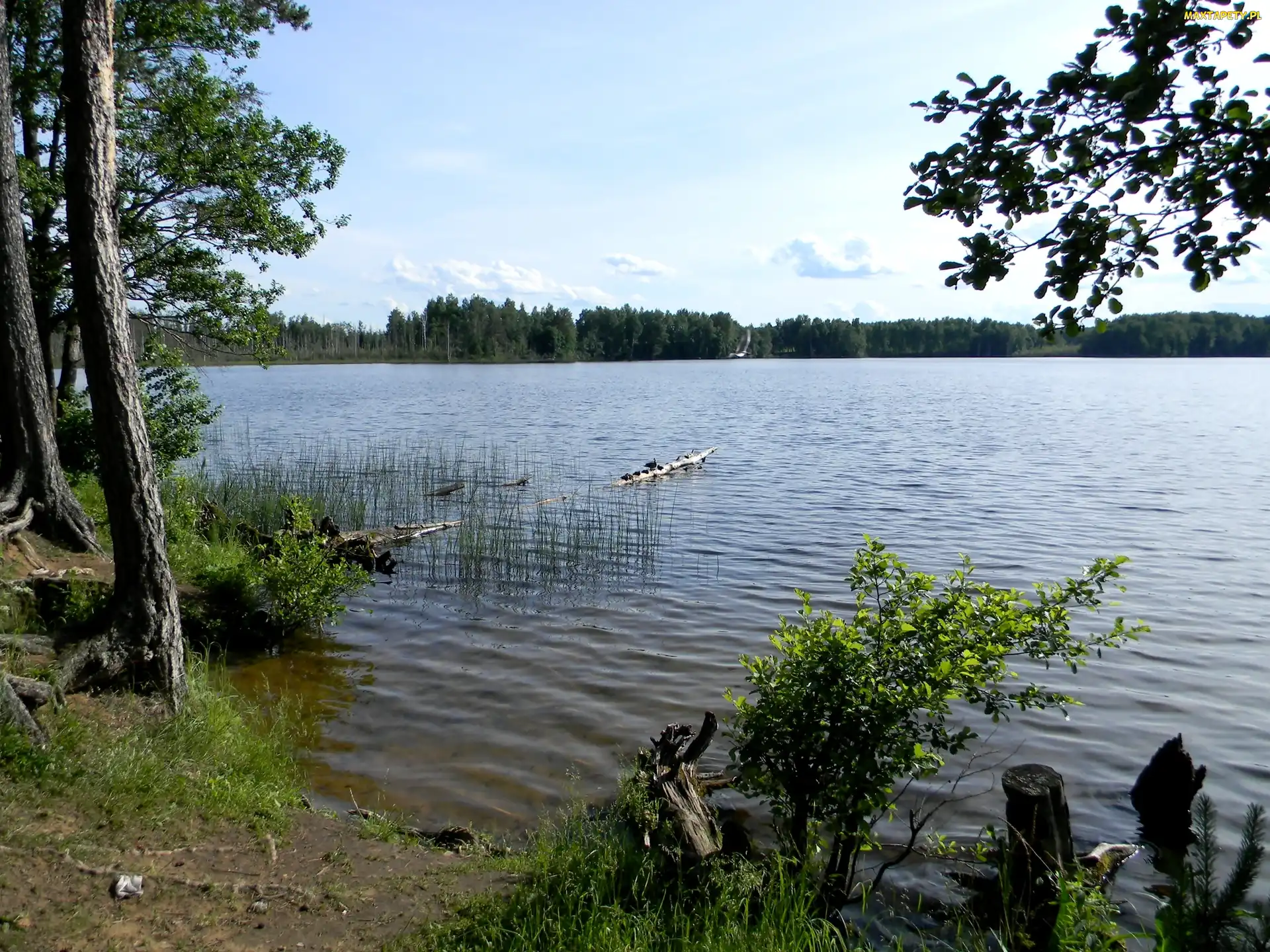 Drzewa, Jezioro