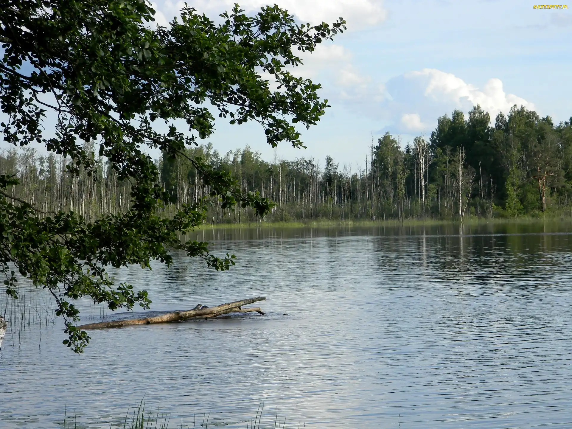 Drzewa, Jezioro