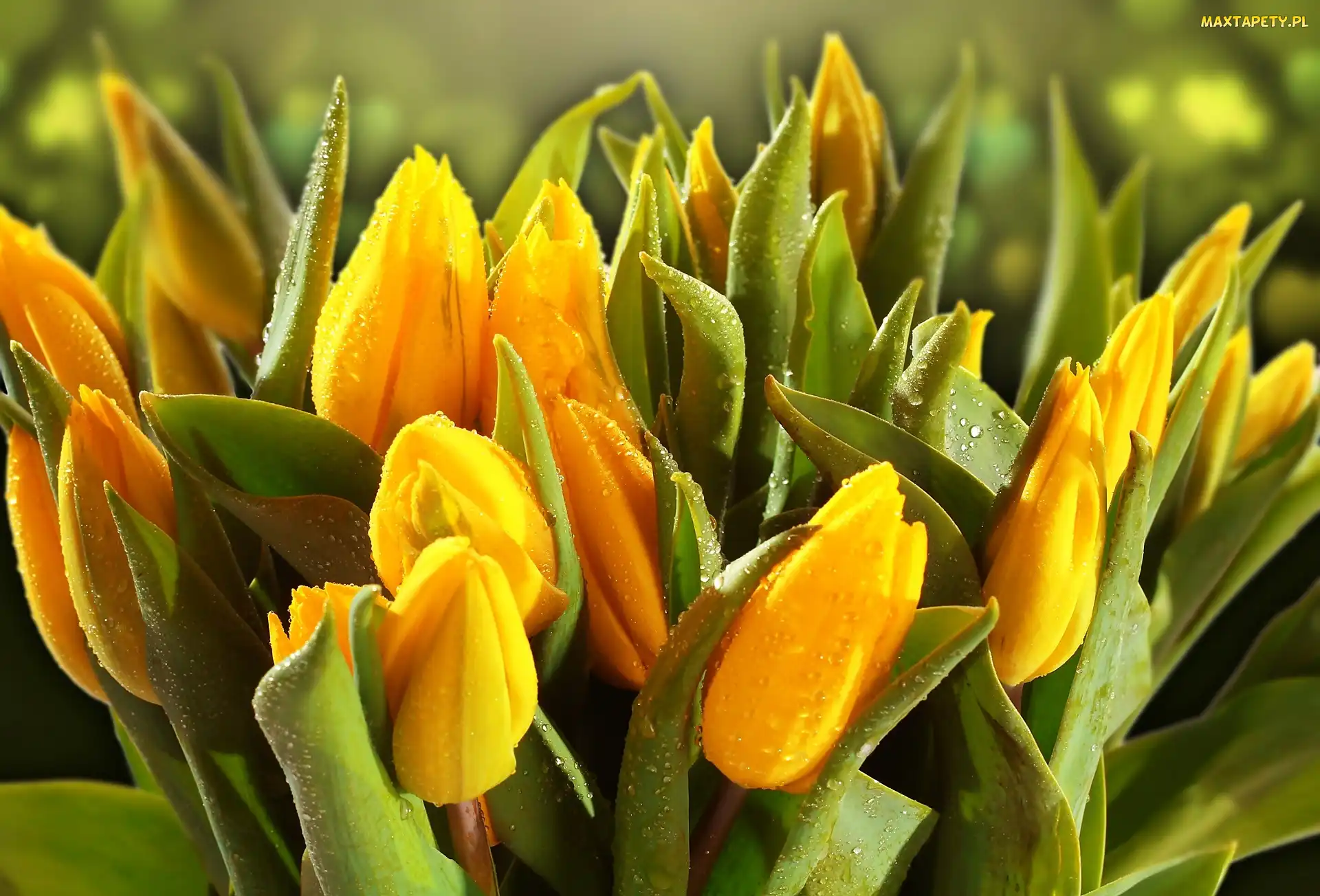 Wody, Krople, Żółte, Tulipany