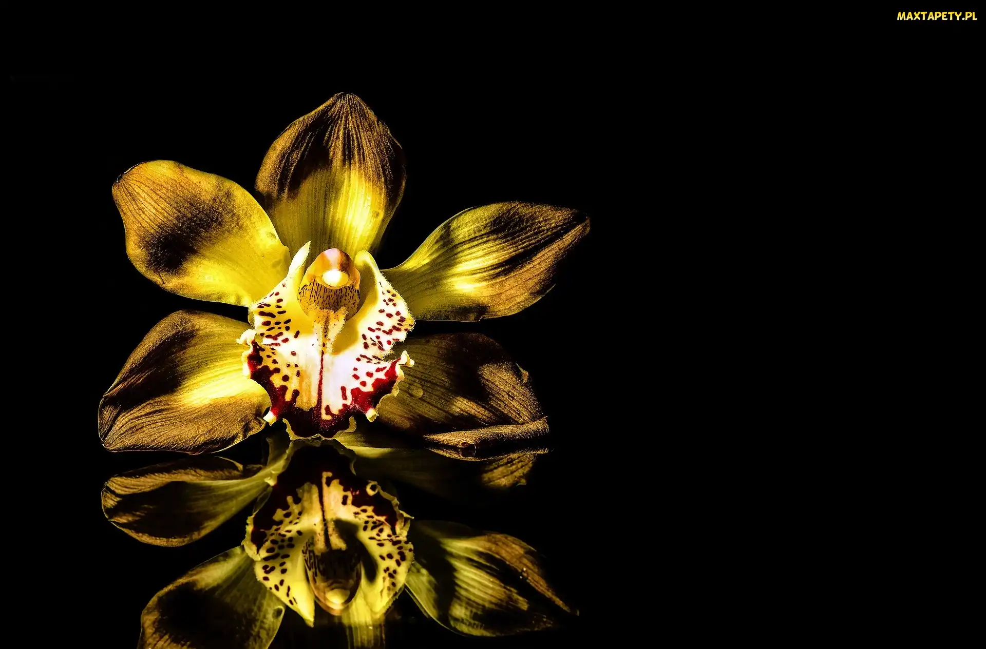 Odbicie, Czarne Tło, Kwiat, Orchidea