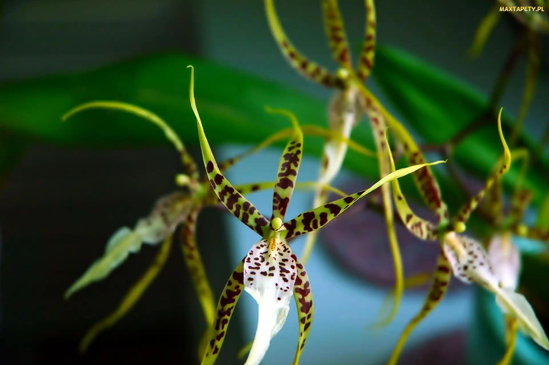 Kwiat, Światło, Orchidea