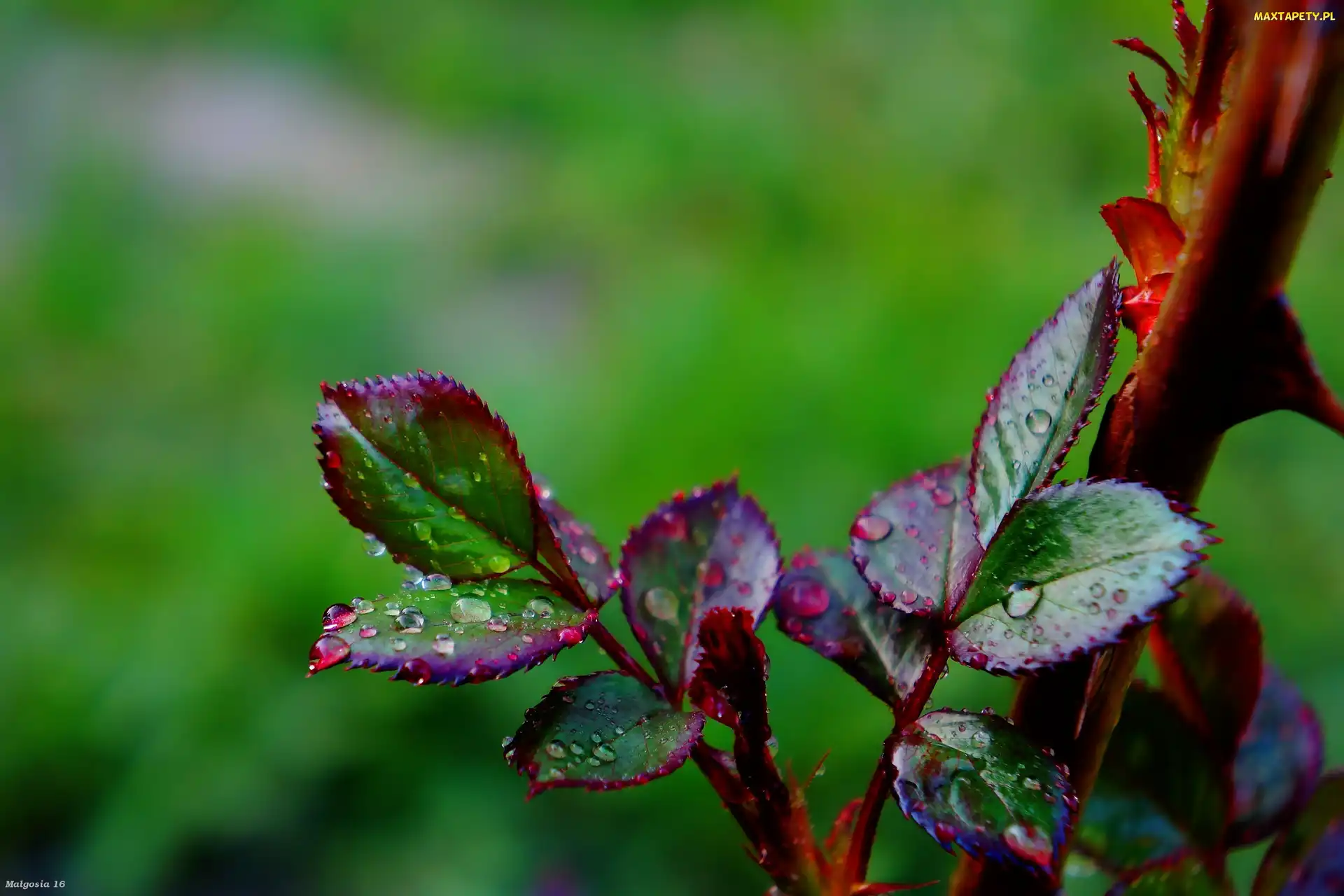 Rosa, Krople, Młode, Listki